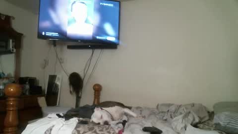 247dic online show from April 2026 06:29:02 AM