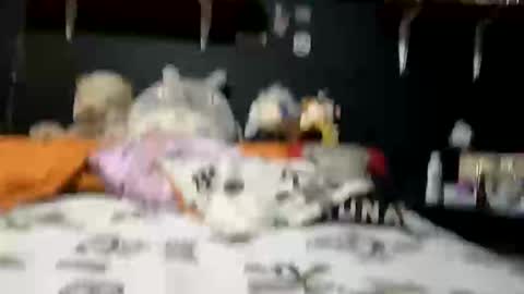 Snapshot of adam_and_abby_ chatting on February 2025 05:37:02 PM adam and abby online show from February 2025 05:37:02 PM