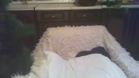 Snapshot of alenablack chatting on January 2025 03:00:02 AM Luly online show from January 2025 03:00:02 AM