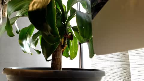 Alex  Dani online show from January 2025 09:25:02 PM