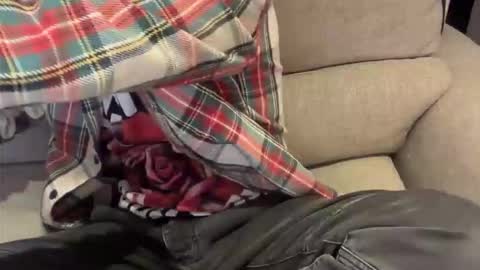 alexthetree online show from April 2026 07:26:01 PM