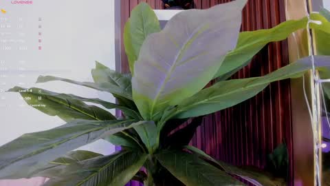 Ana online show from January 2025 11:35:01 AM