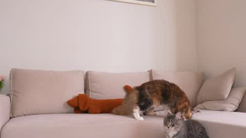  REYNA  next stream is 11h of Feb online show from April 2026 08:11:01 AM