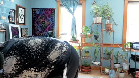 Artie Paints online show from December 2024 03:22:02 PM