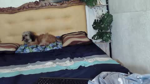 Snapshot of asianladyboy888 chatting on February 2026 05:10:01 PM asianladyboy888 online show from February 2026 05:10:01 PM