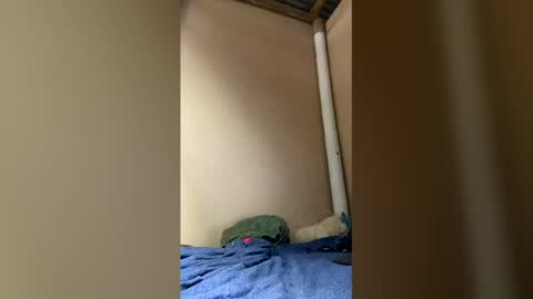 Axell online show from April 2026 01:52:01 PM