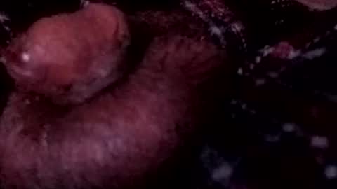 bcfalcon69 online show from April 2026 03:55:01 AM