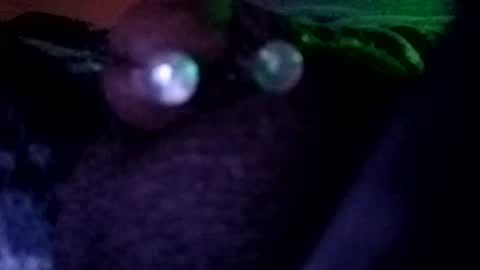 Snapshot of bcfalcon69 chatting on July 2026 03:27:01 AM bcfalcon69 online show from July 2026 03:27:01 AM