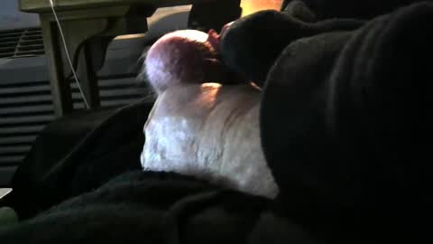 bear4146 online show from December 2024 03:33:01 PM