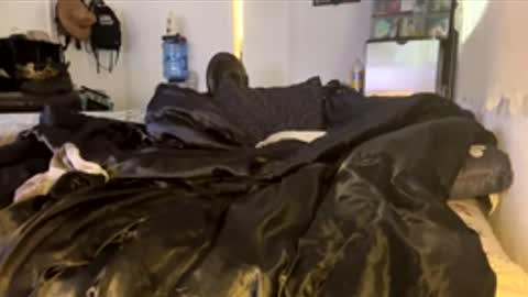 bigdickpapishampoo online show from February 2026 06:47:02 PM