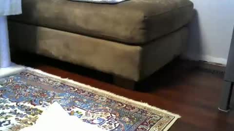 bigr_101 online show from November 2025 04:29:02 AM