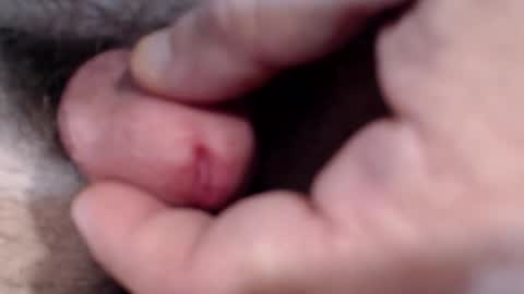 Snapshot of bobswan chatting on January 2025 03:04:02 PM bobswan online show from January 2025 03:04:02 PM