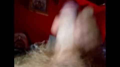 bonzoband online show from December 2024 10:05:02 AM