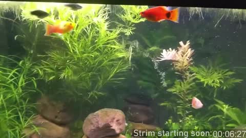 Booker Baxton online show from December 2024 04:02:02 AM