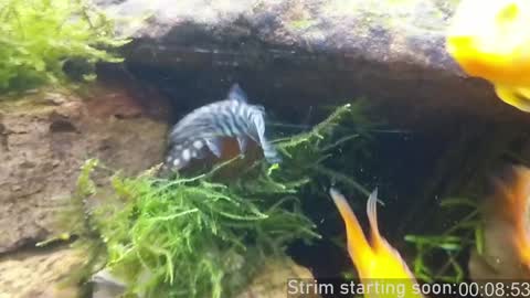 Booker Baxton online show from January 2025 04:01:01 AM