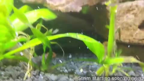 Booker Baxton online show from March 2025 04:04:01 AM