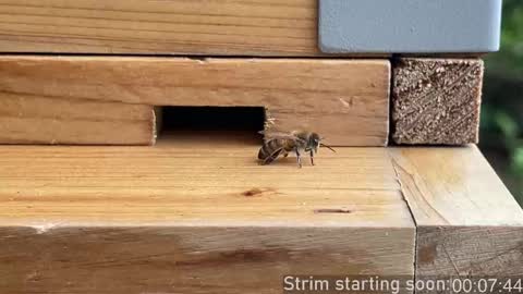 Booker Baxton online show from October 2025 03:02:02 AM