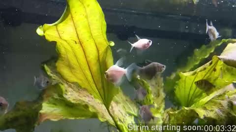 Booker Baxton online show from October 2025 03:06:01 AM