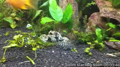 Booker Baxton online show from October 2025 03:07:01 AM