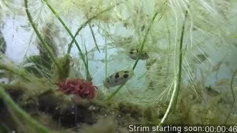 Booker Baxton online show from April 2026 03:10:02 AM