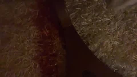 Brian boy online show from October 2025 03:25:01 PM