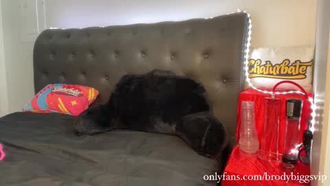 Snapshot of brodybiggs chatting on November 2025 08:02:01 PM Brody Biggs online show from November 2025 08:02:01 PM