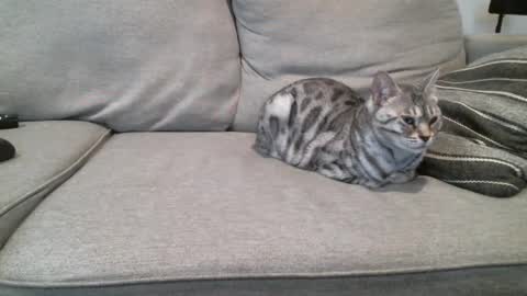 Buck online show from March 2025 03:42:02 PM