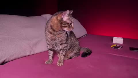 CQ online show from February 2025 07:44:01 AM