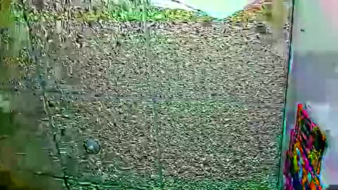 Dayan Camila online show from January 2026 06:07:01 AM