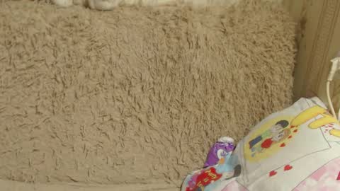 say meow and send tip  online show from December 2024 03:42:02 PM