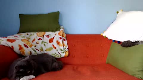 Chelsea online show from September 2025 01:25:02 PM