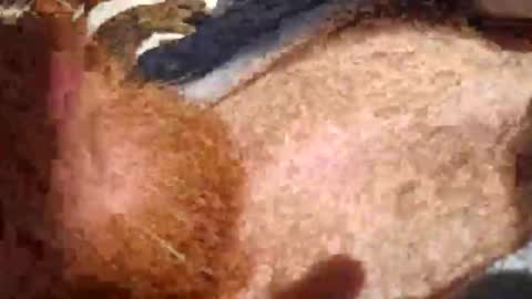 Snapshot of cody_phoenix chatting on October 2025 02:26:01 PM cody_phoenix online show from October 2025 02:26:01 PM