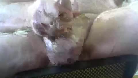 coffee90028 online show from February 2026 05:29:01 PM