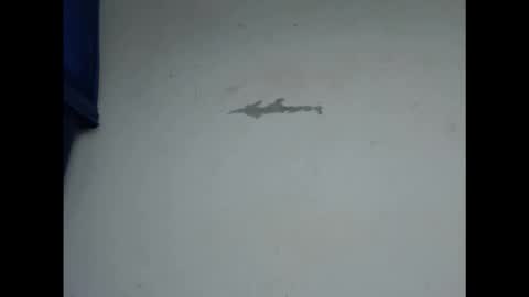 Snapshot of cornxcunt chatting on February 2026 04:56:02 PM cornxcunt online show from February 2026 04:56:02 PM