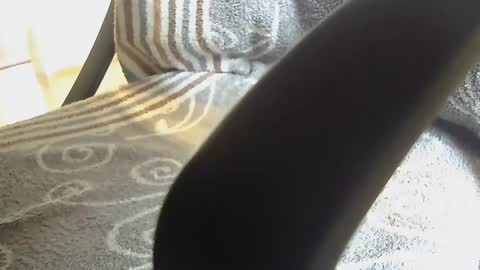 Dammerl online show from January 2025 08:25:01 AM