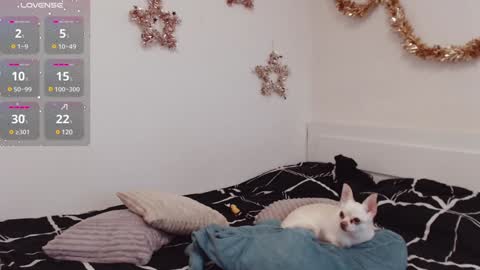 Demi. not your babybabebb and other shit online show from December 2024 10:50:01 AM