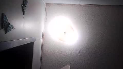 dixonbird41 online show from March 2026 03:44:01 AM