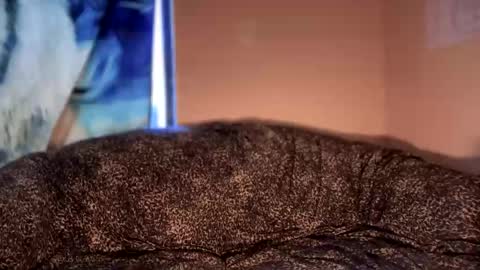 dove_love22 online show from January 2026 05:18:01 PM