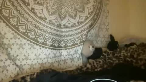 ur dream girl online show from April 2026 02:55:01 AM