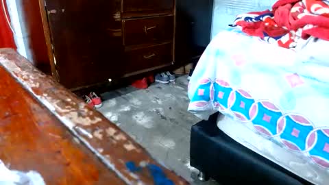 dreamreal online show from November 2025 10:58:01 AM