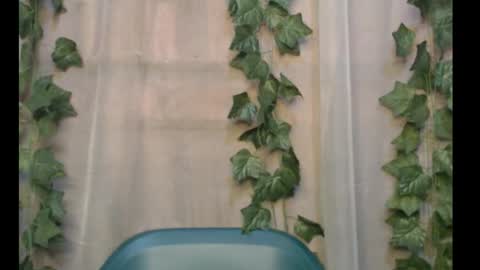 linda online show from September 2025 11:04:02 AM