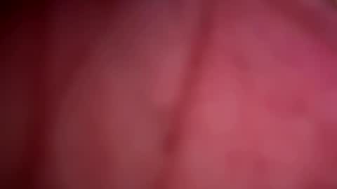 ForbiddenAlpha online show from May 2026 11:44:02 PM