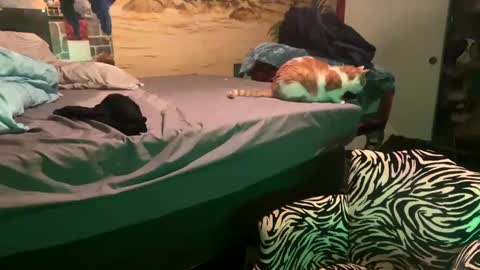 foxyladysback923 online show from February 2025 03:37:01 AM