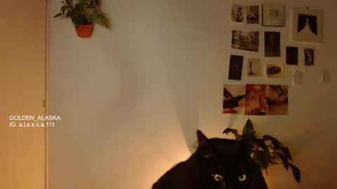 Snapshot of golden_alaska chatting on November 2025 11:05:01 PM Alaska online show from November 2025 11:05:01 PM