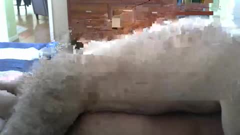 grsmnky65 online show from December 2025 05:29:01 PM