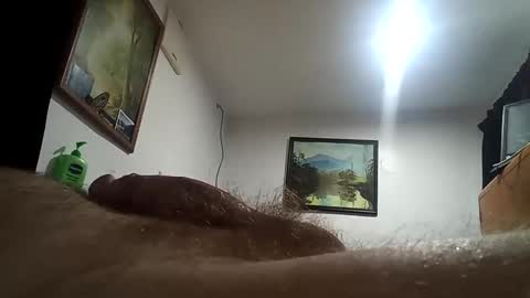 h_rd333 online show from June 2026 02:30:01 PM