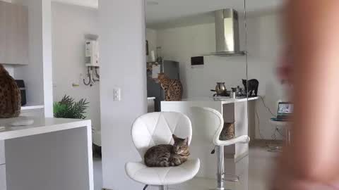 Snapshot of halliee chatting on February 2025 06:12:01 PM insta Laupalacio777Next stream 01th December online show from February 2025 06:12:01 PM