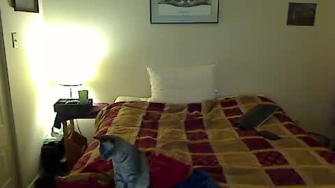 hammerthatthang73 online show from November 2025 08:57:02 AM