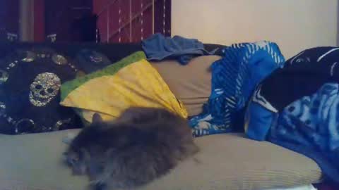 indigo_scorpio online show from January 2025 09:15:01 AM