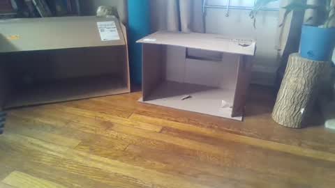 indigo_scorpio online show from February 2025 05:51:02 PM